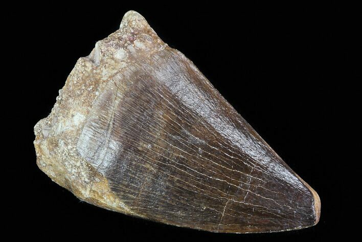 Mosasaur (Prognathodon) Tooth #79858